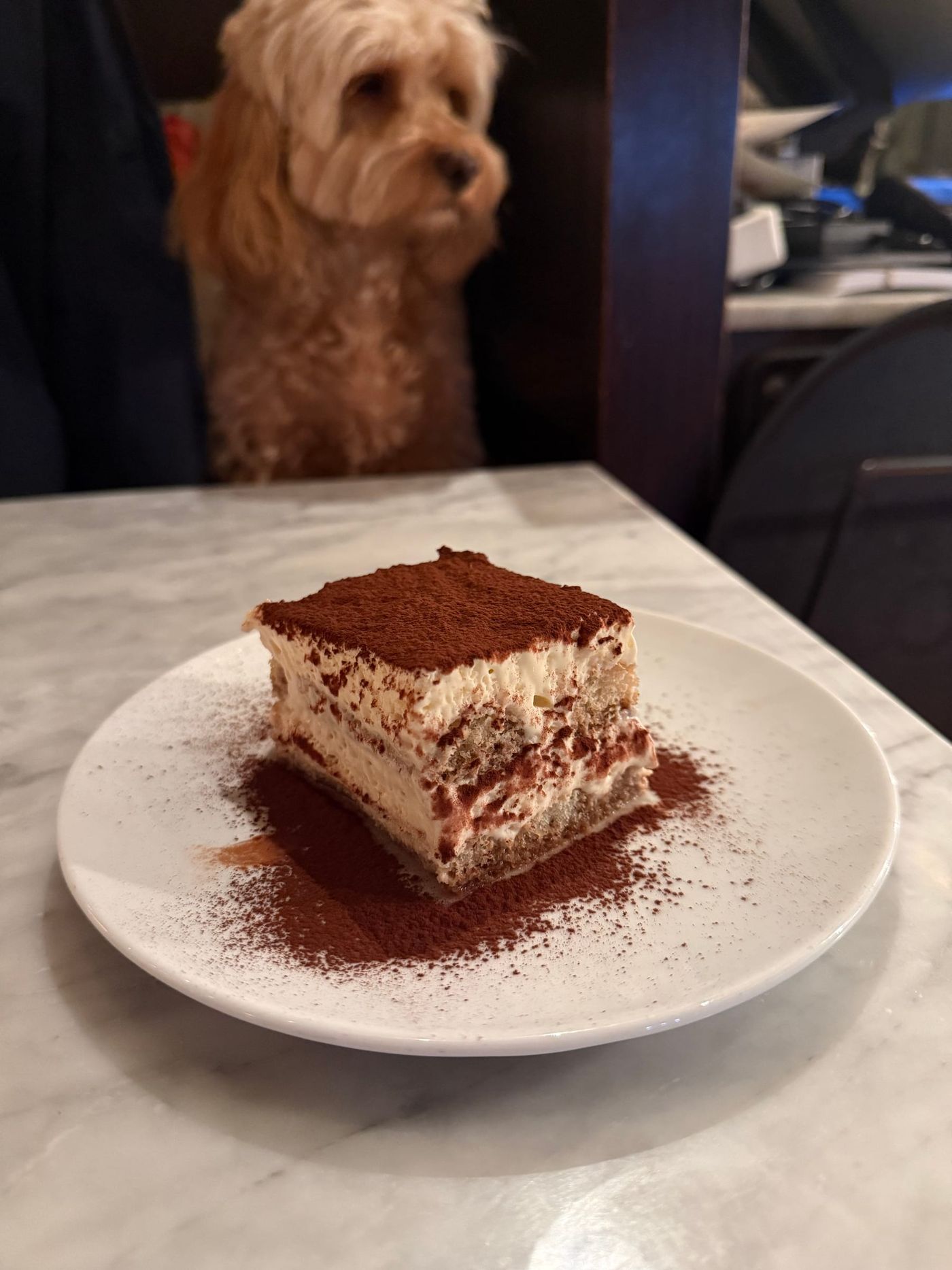 Tiramisu pudrad med kakao på vit tallrik, Bellora