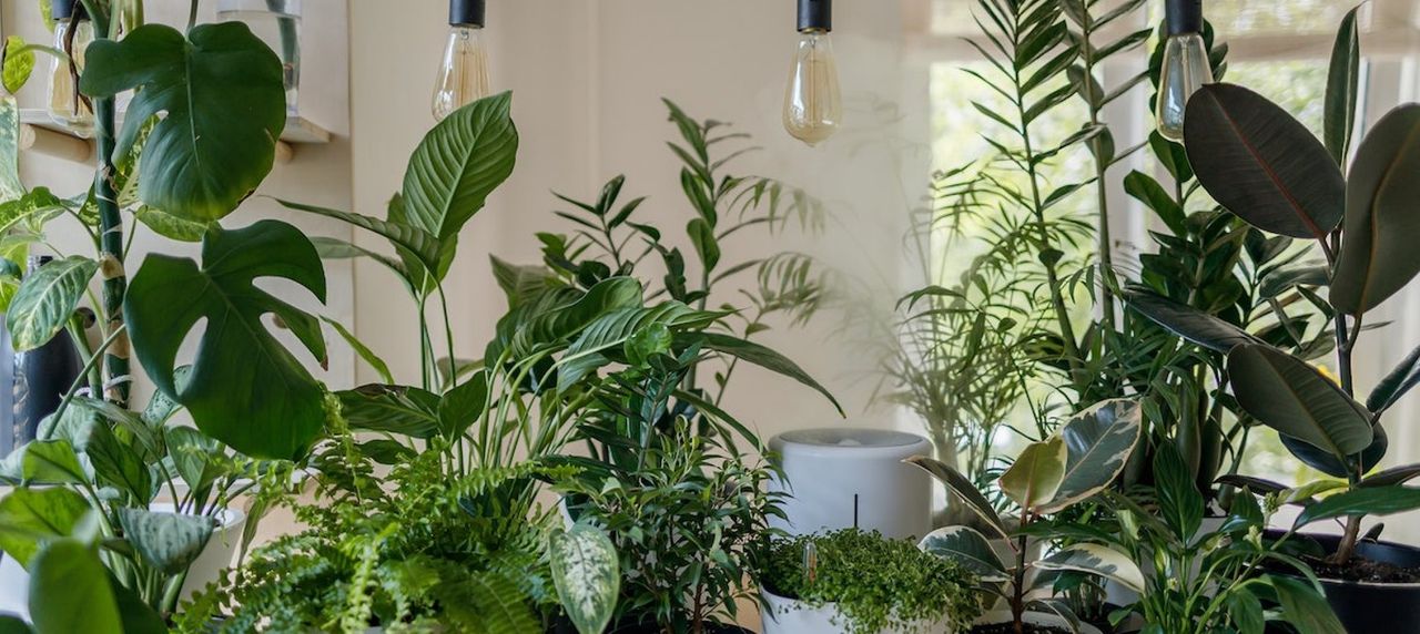 Lead image for Watching David Attenborough’s ‘The Green Planet’? Here Are 6 Ways You Can Help Protect Plants