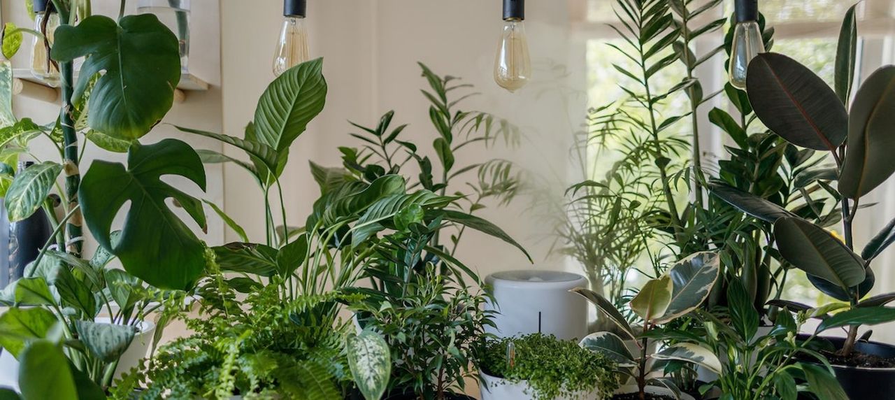 Lead image for Watching David Attenborough’s ‘The Green Planet’? Here Are 6 Ways You Can Help Protect Plants