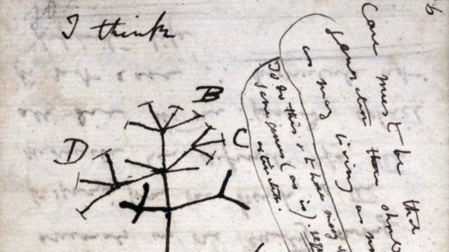 Cover image for Evolution and Catholic Theology