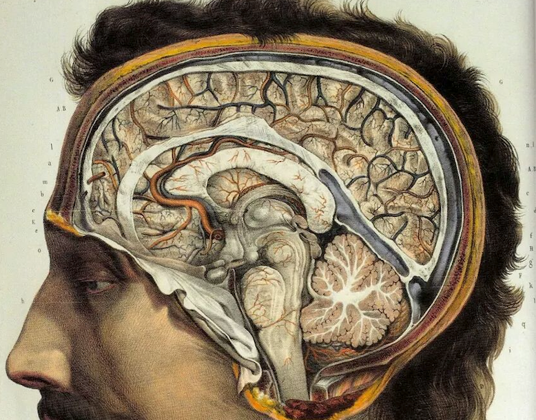 Cover image for Is the Human Mind Reducible to Physics?