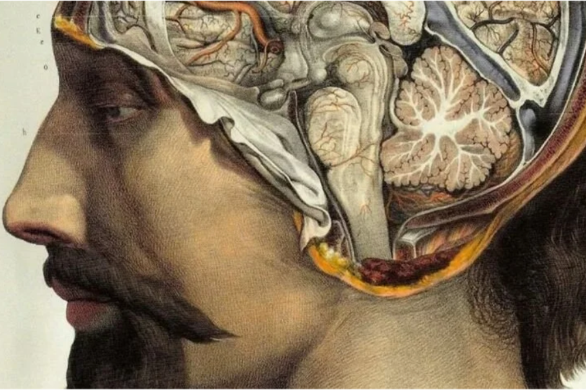 Cover image for The Neuroscience of Vice and Virtue