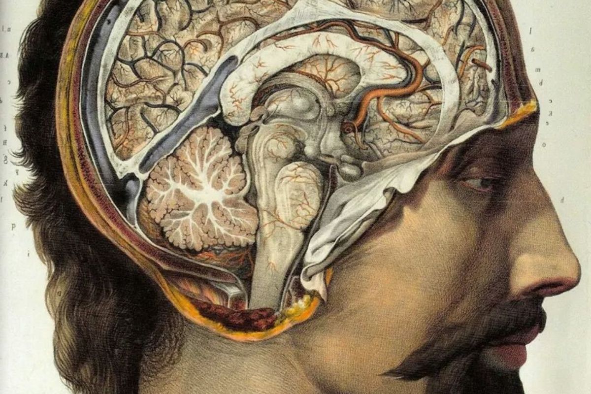 Cover image for The Neuroscience of Virtue and Vice