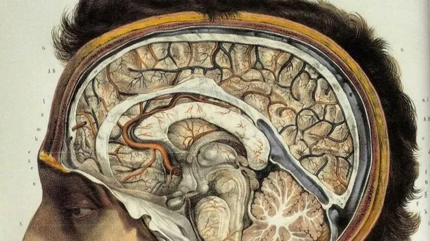 Cover image for Neuroscience and the Soul