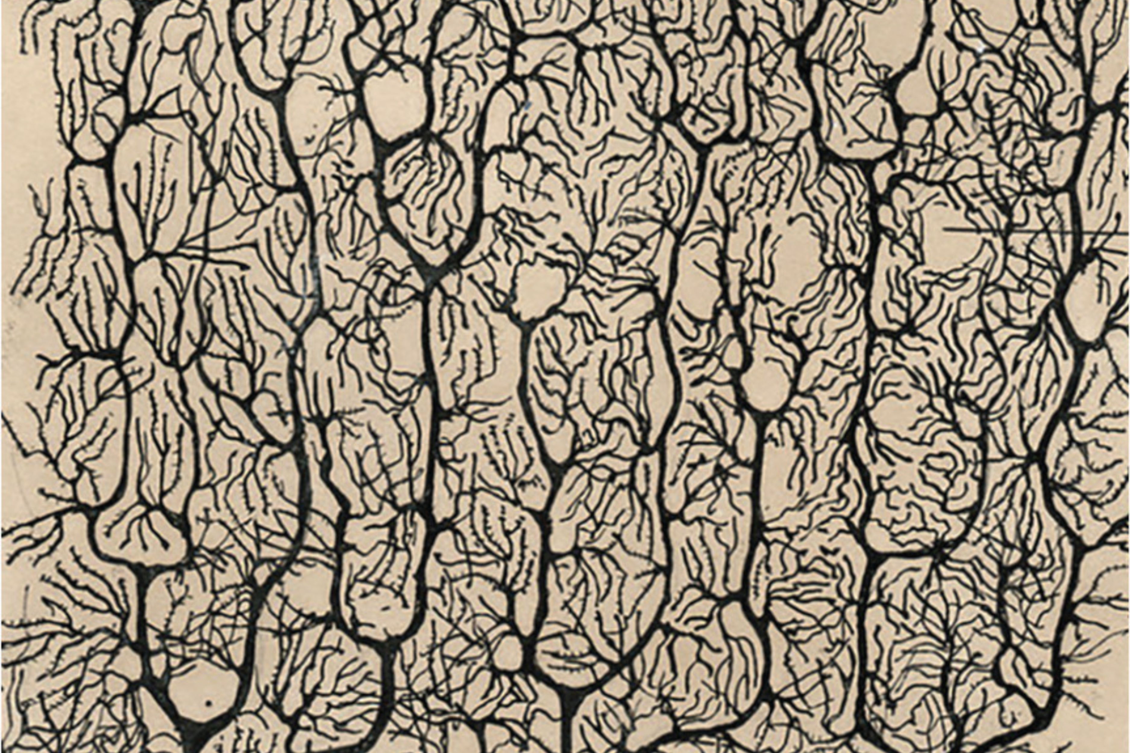 Cover image for Neuroscience and the Soul