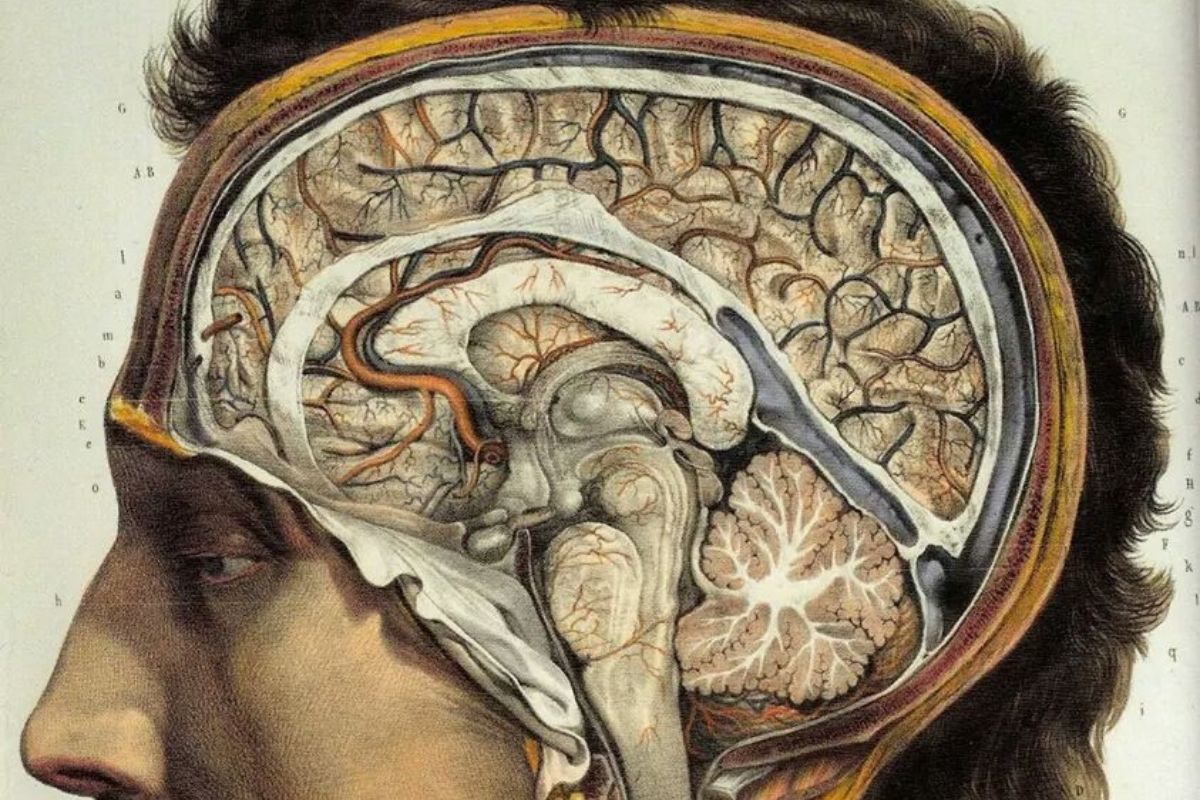 Cover image for Are We Our Brains? Neuroscience and the Soul