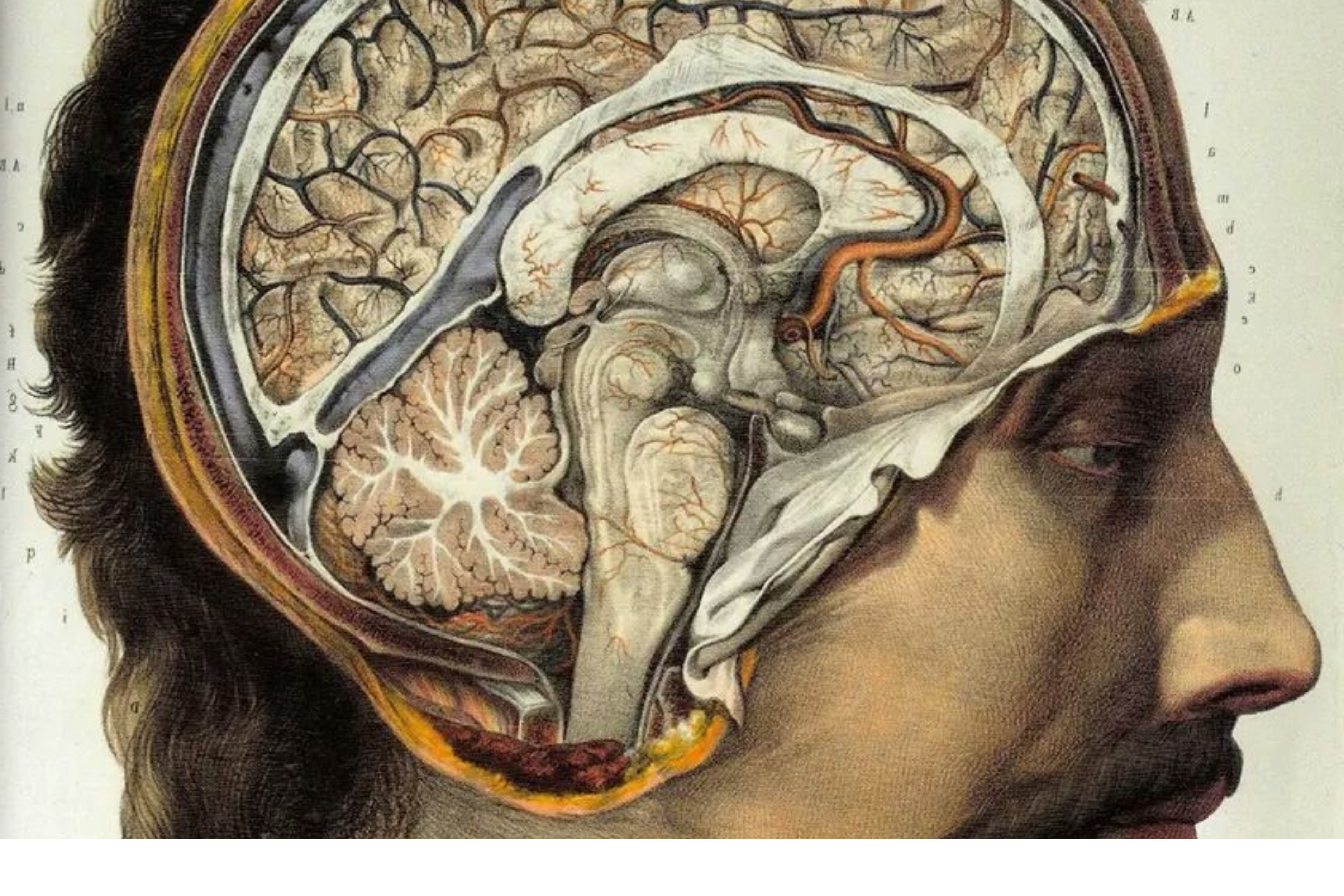Cover image for Is Brain Death Really Death?