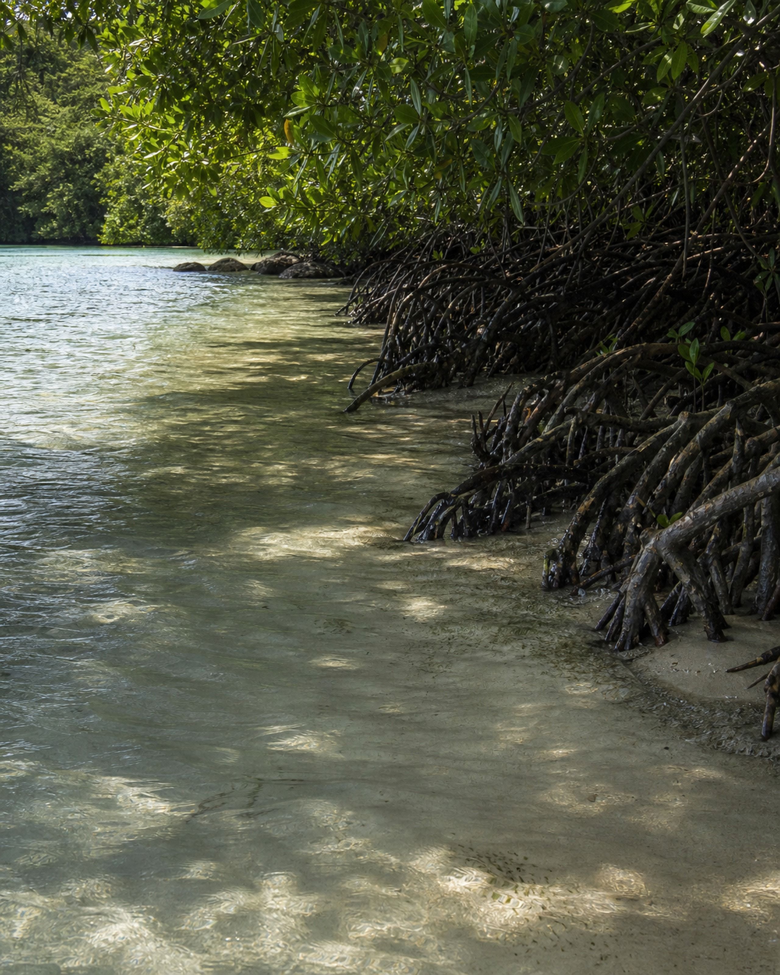 Mangrove roots entering clear shallow water on an Andaman shoreline