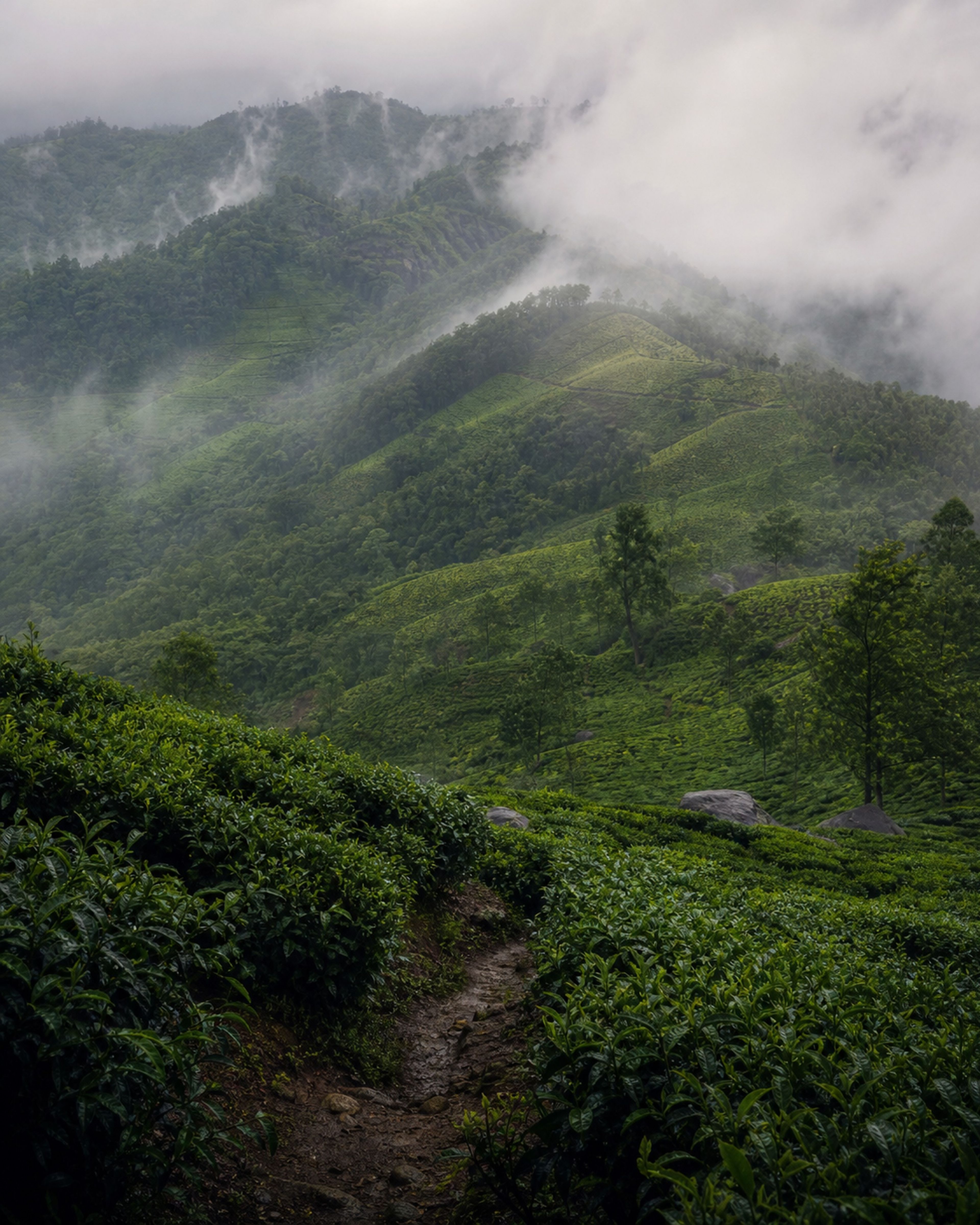 Munnar tea slopes fading into monsoon mist in Kerala
