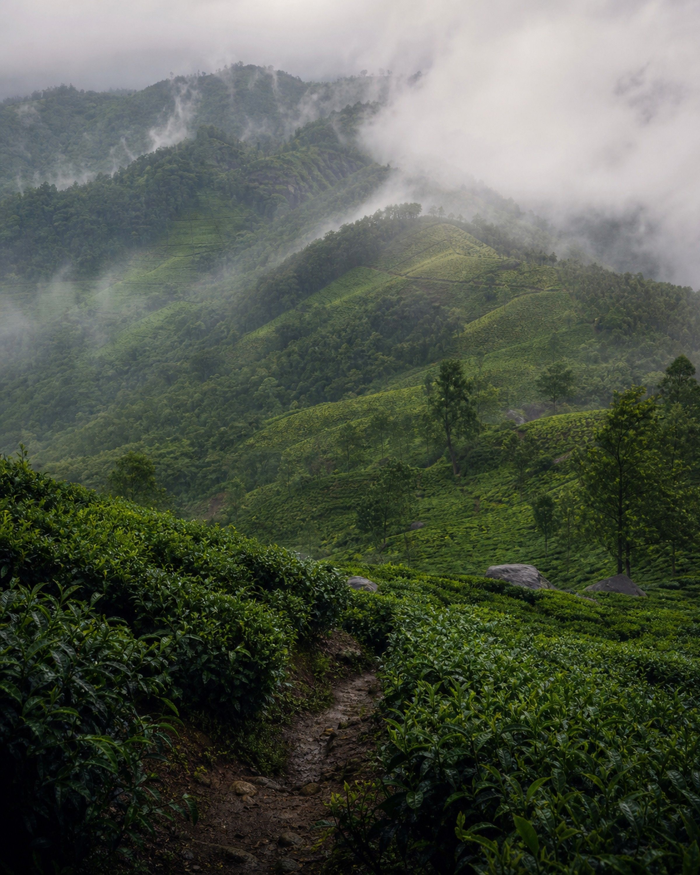 Munnar tea slopes fading into monsoon mist in Kerala