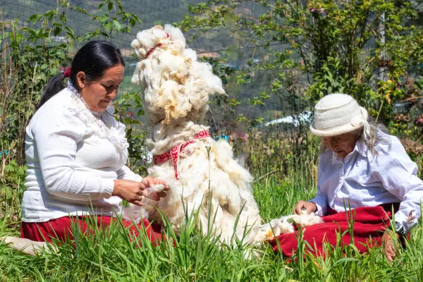 Asociación Comunal Productiva de Tejedoras - Maria - Imagen 10