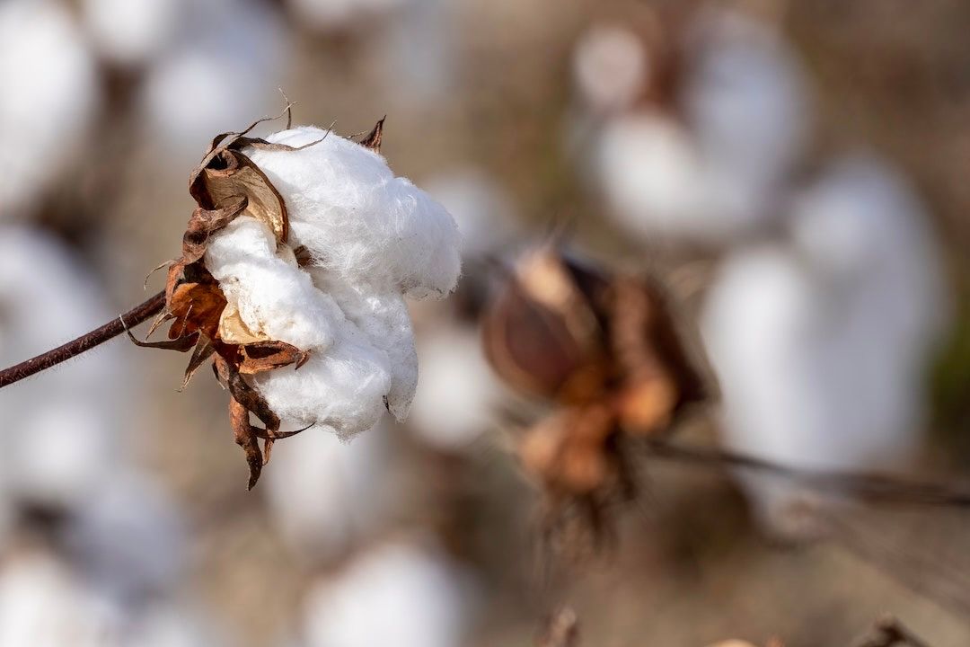 Promoción y desarrollo de la investigación e innovación productiva de la artesanía textil en base de la utilización de algodón nativo Nor-amazonico de las provincias de Chachapoyas, Bongara y Luya