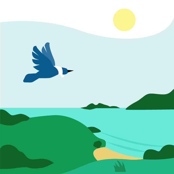 Tui bird flying over the coastline