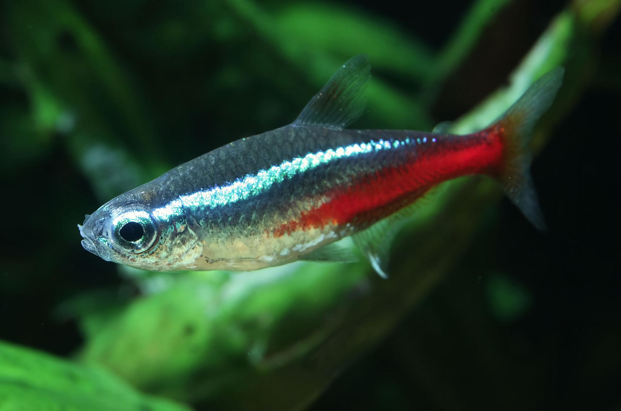 Neon Tetras (Paracheirodon innesi)