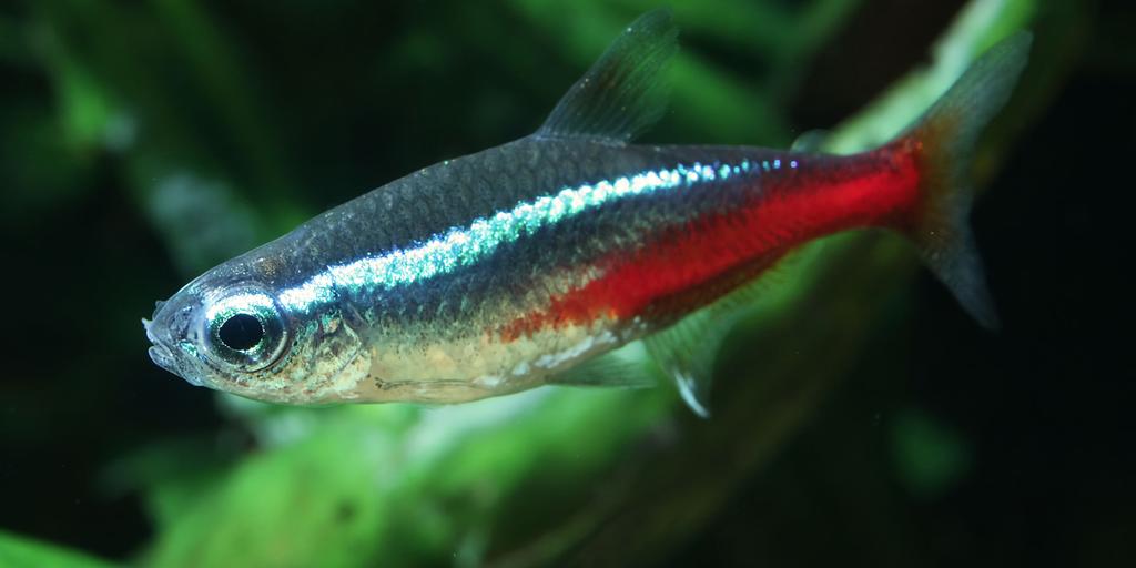 Neon Tetras (Paracheirodon innesi)