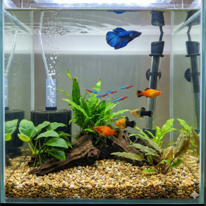 A wide, horizontal photograph of the same easy-to-maintain aquarium setup from the previous image, showcasing the betta, tetras, and platys in a clean, planted tank with a sponge filter.