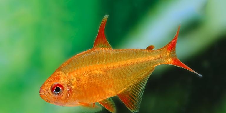 Tetras (Hyphessobrycon sp.)