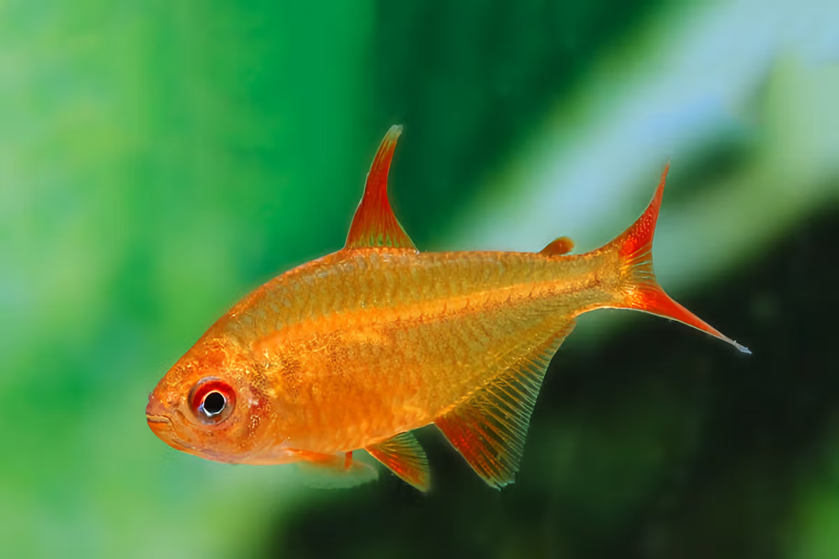 Tetras (Hyphessobrycon sp.)