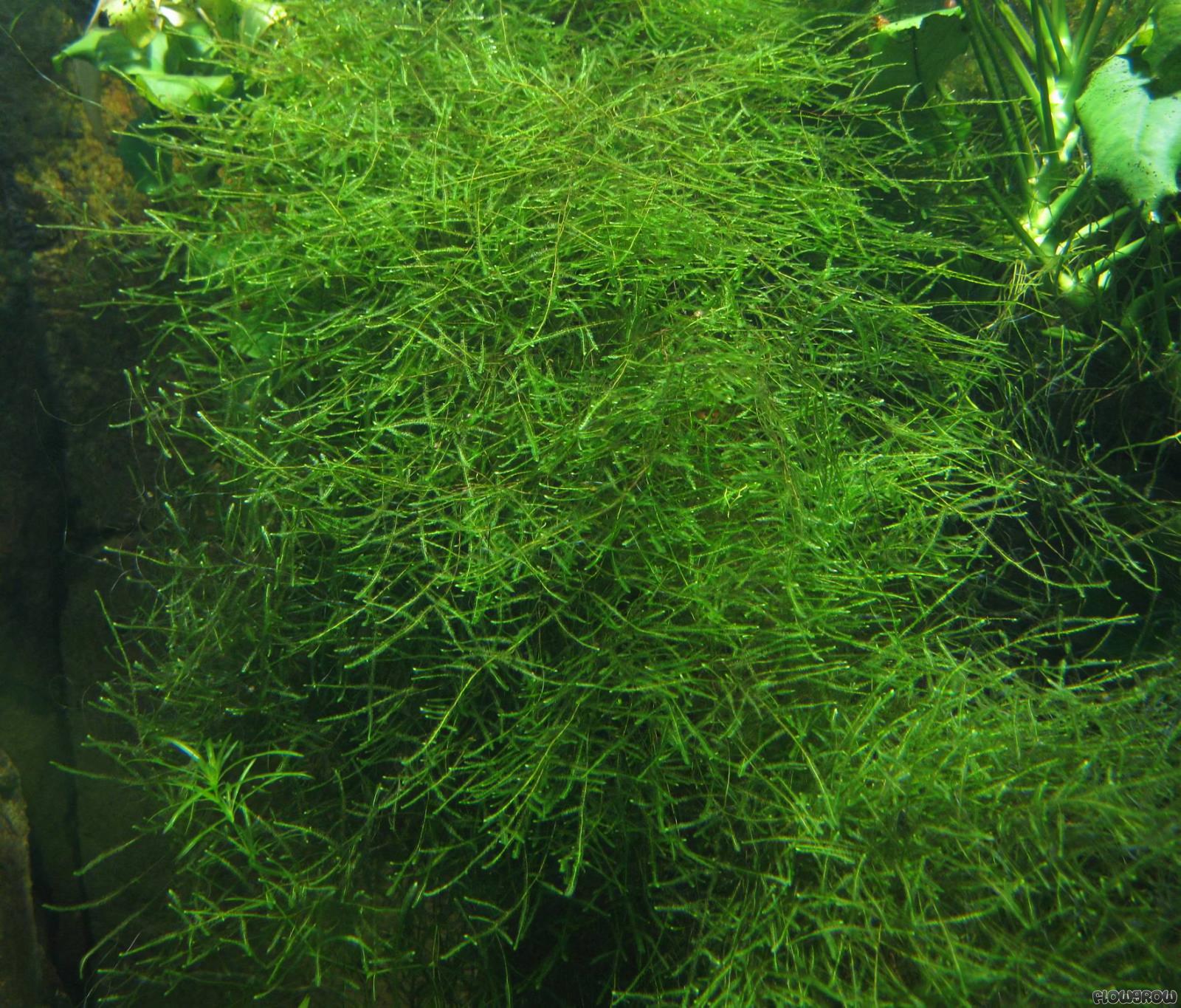 Java Moss (Taxiphyllum barbieri)