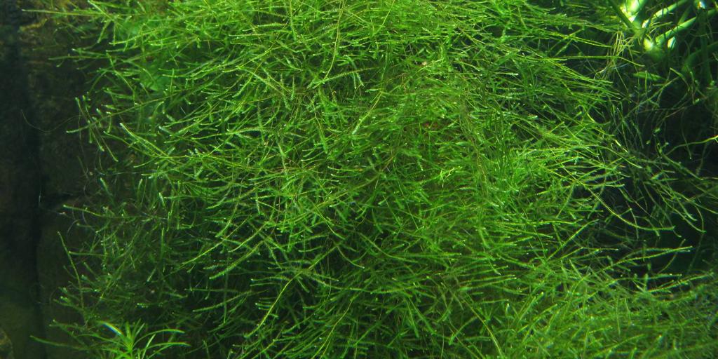 Java Moss (Taxiphyllum barbieri)