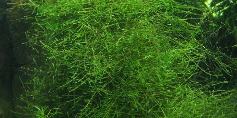 Java Moss (Taxiphyllum barbieri)