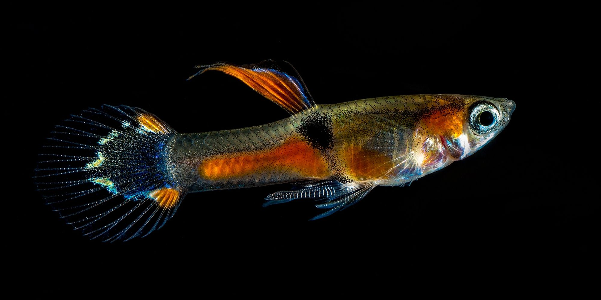 Endler's Livebearer (Poecilia wingei)