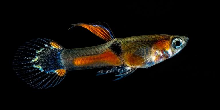 Endler's Livebearer (Poecilia wingei)