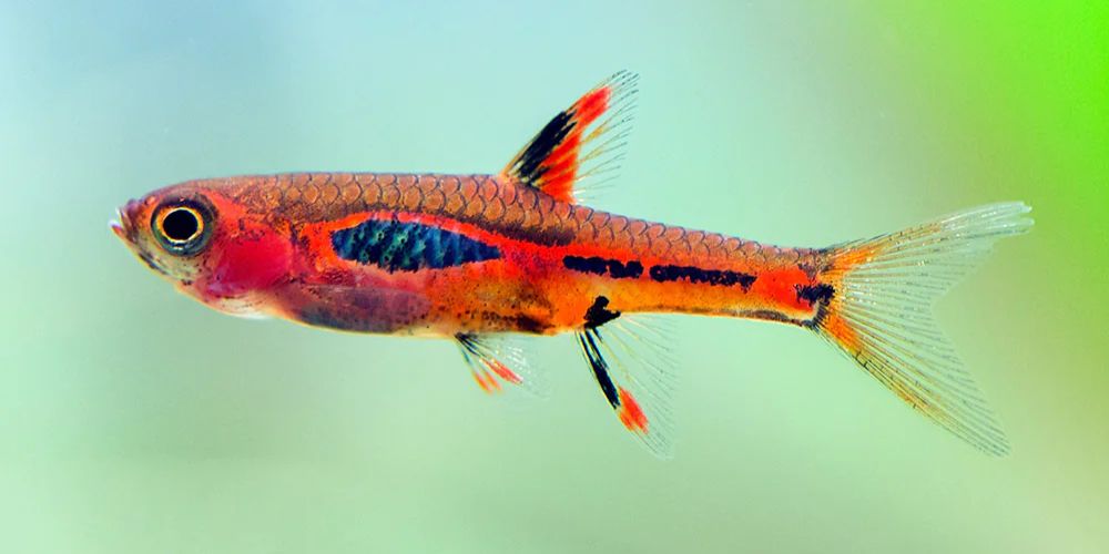 Phoenix rasbora (Boraras merah)