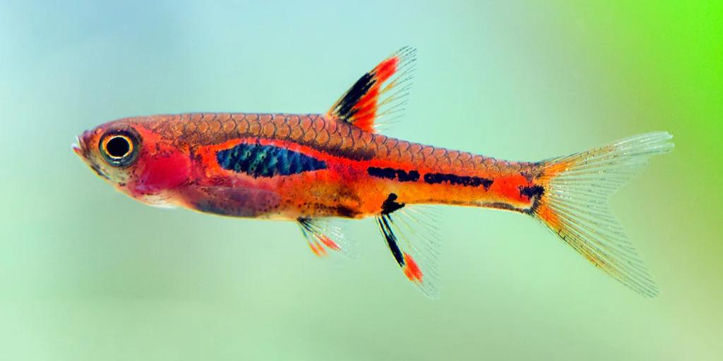 Phoenix rasbora (Boraras merah)