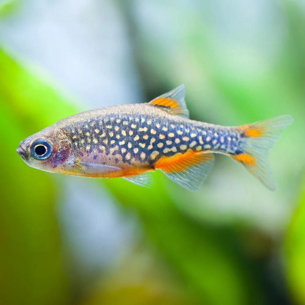 Celestial pearl danio (Galaxy rasbora)