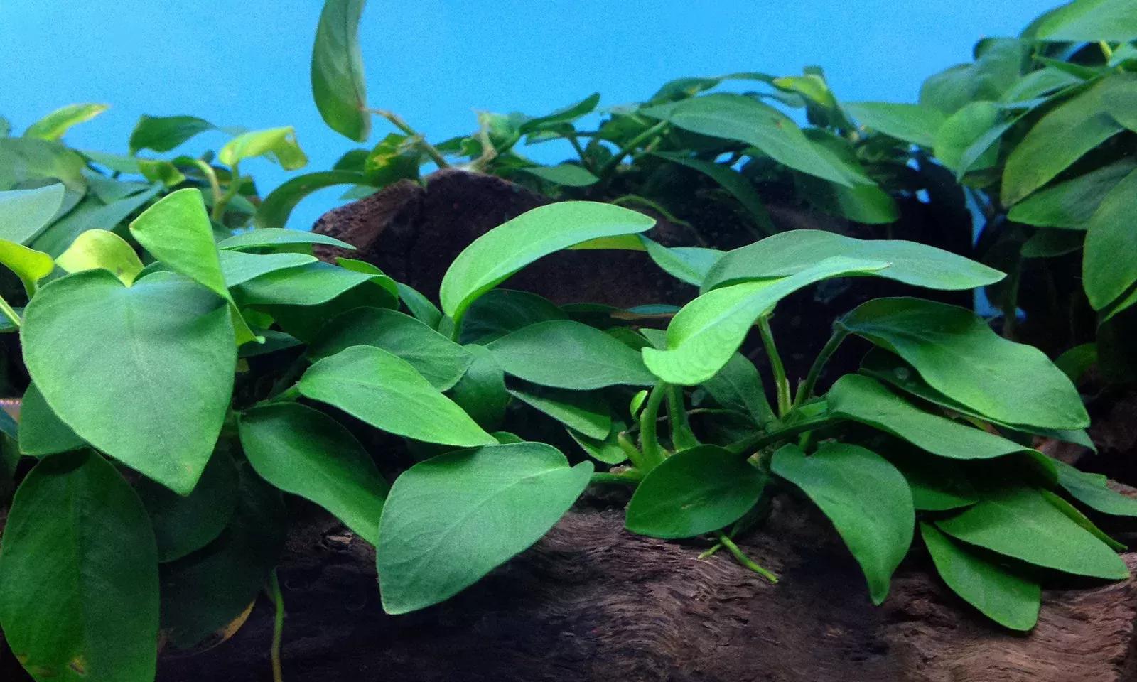 Anubias (Anubias spp.)