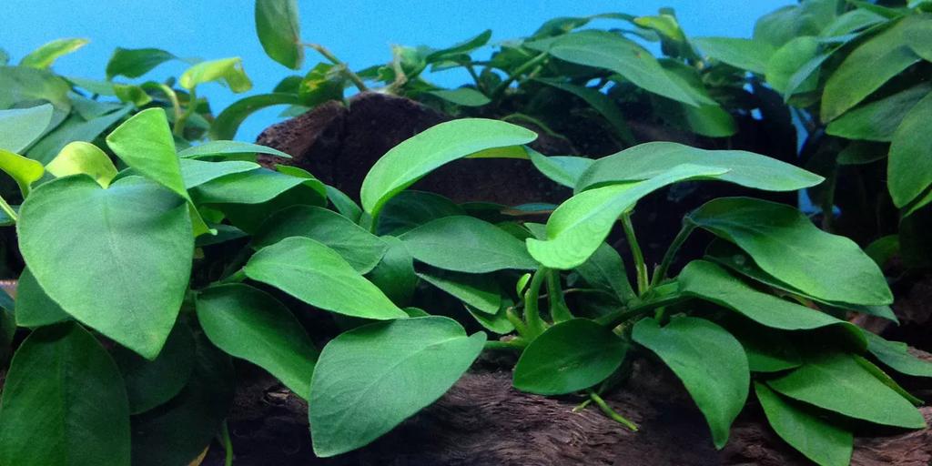 Anubias (Anubias spp.)