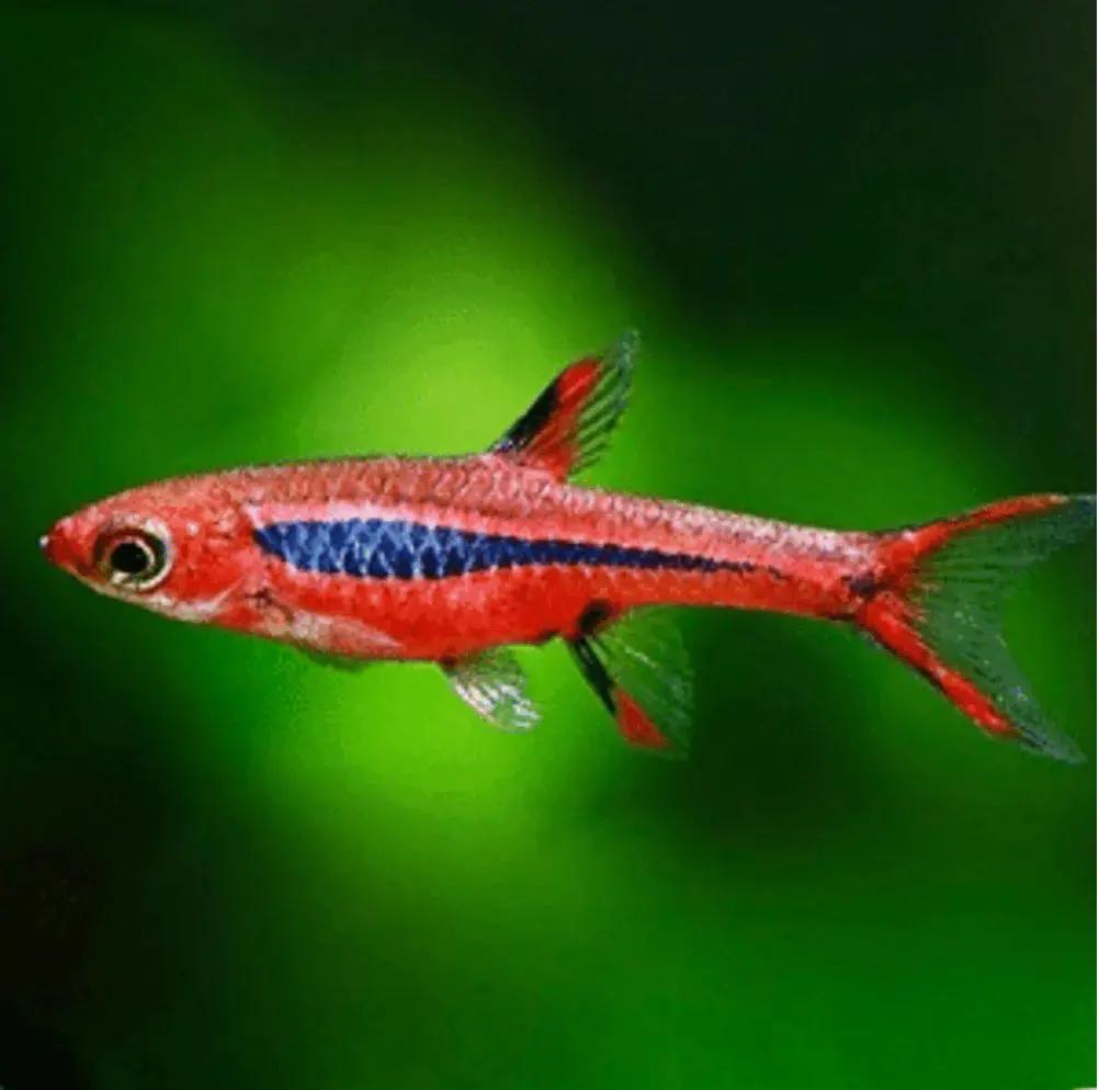 Chili Rasbora (Boraras brigittae)