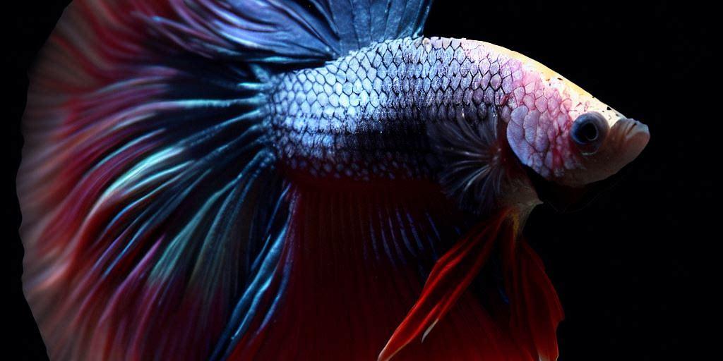 Betta fish