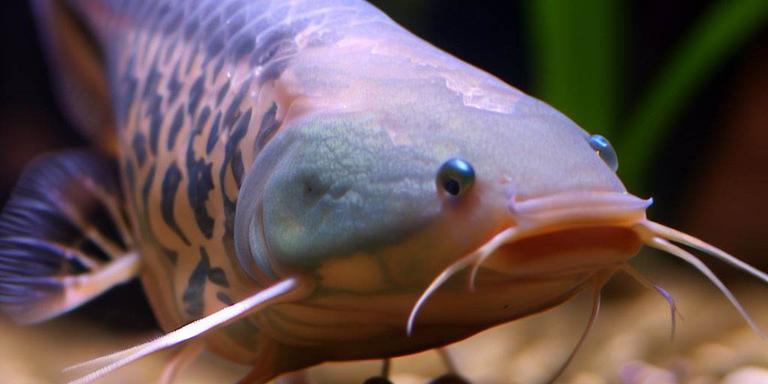 Corydoras Catfish (Corydoras paleatus)