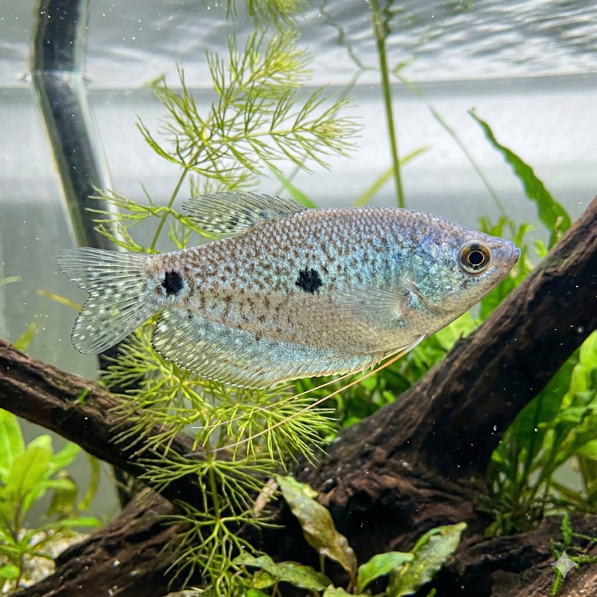 A wide panoramic photograph of a large planted aquarium, featuring a dynamic small school of Three-spot gouramis identical to the ones in Image 1, swimming dynamics across an intricate freshwater jungle aquascape of sprawling driftwood and vast aquatic plants, maintaining the identical visual look.
