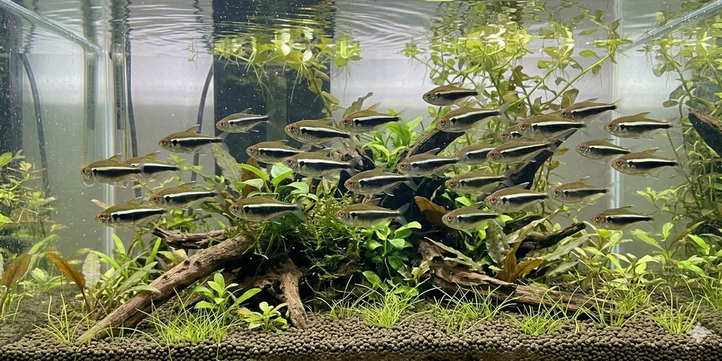 A realistic panoramic 2:1 photograph capturing a large school of Black neon tetras (Hyphessobrycon herbertaxelrodi) swimming in unison within a well-planted freshwater aquarium, highlighting the effect of multiple parallel black and white stripes.