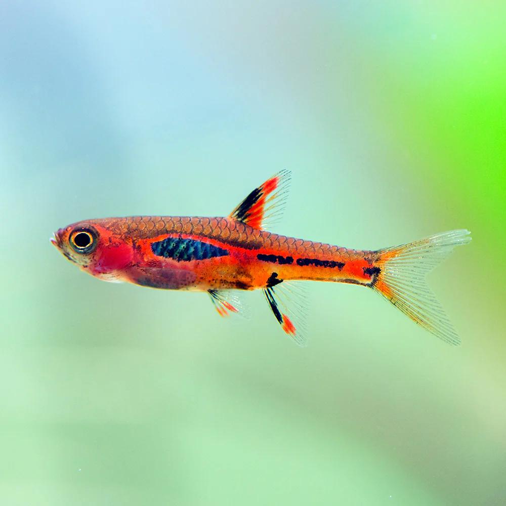 Phoenix rasbora (Boraras merah)
