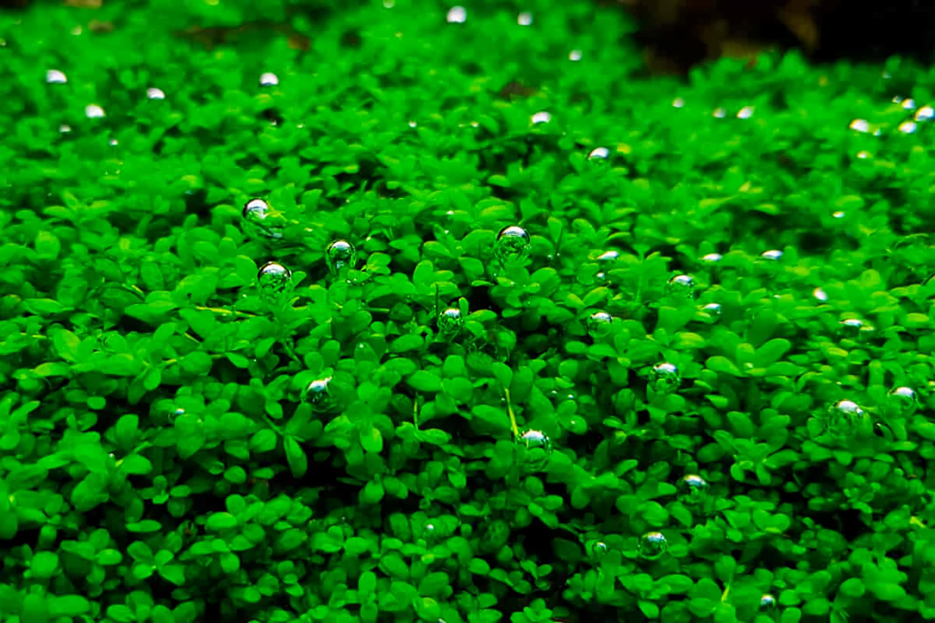 Dwarf Baby Tears (Hemianthus callitrichoides)