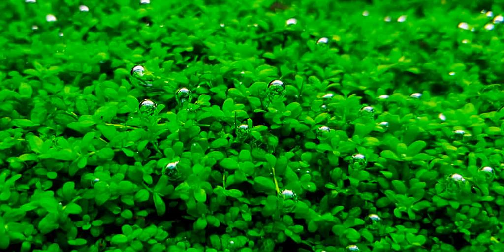 Dwarf Baby Tears (Hemianthus callitrichoides)