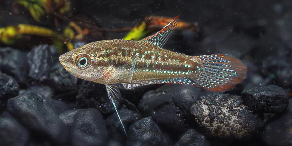 Sparkling Gourami (Trichopsis pumila)