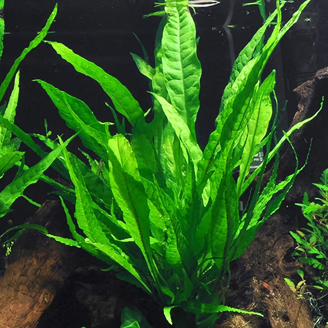 Java Fern (Microsorum pteropus)