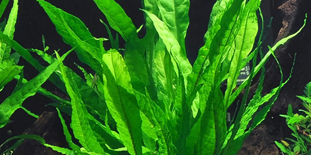 Java Fern (Microsorum pteropus)