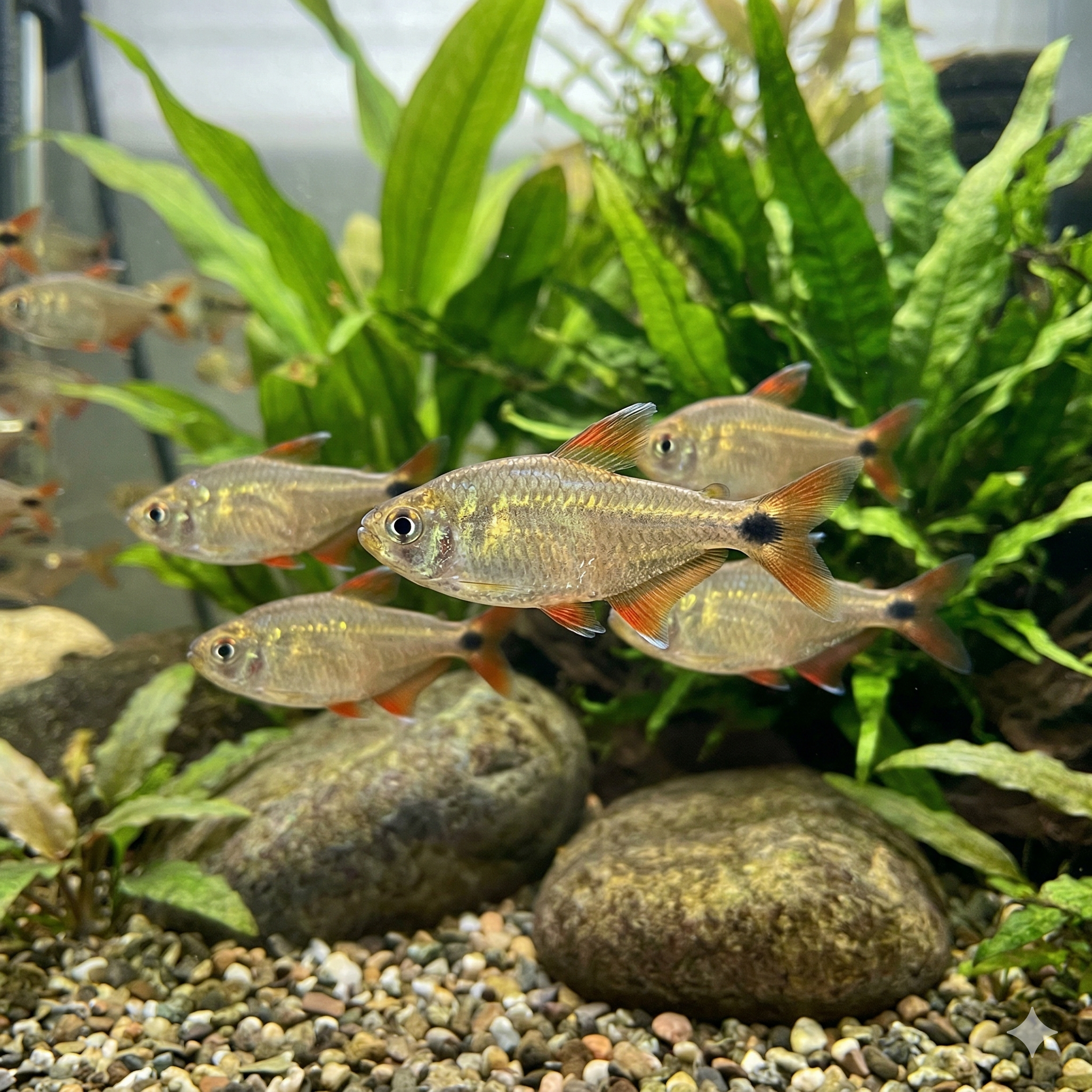 A wide, cinematic panoramic photograph of a realistic well-planted freshwater aquarium, featuring the exact same school of Buenos Aires tetras