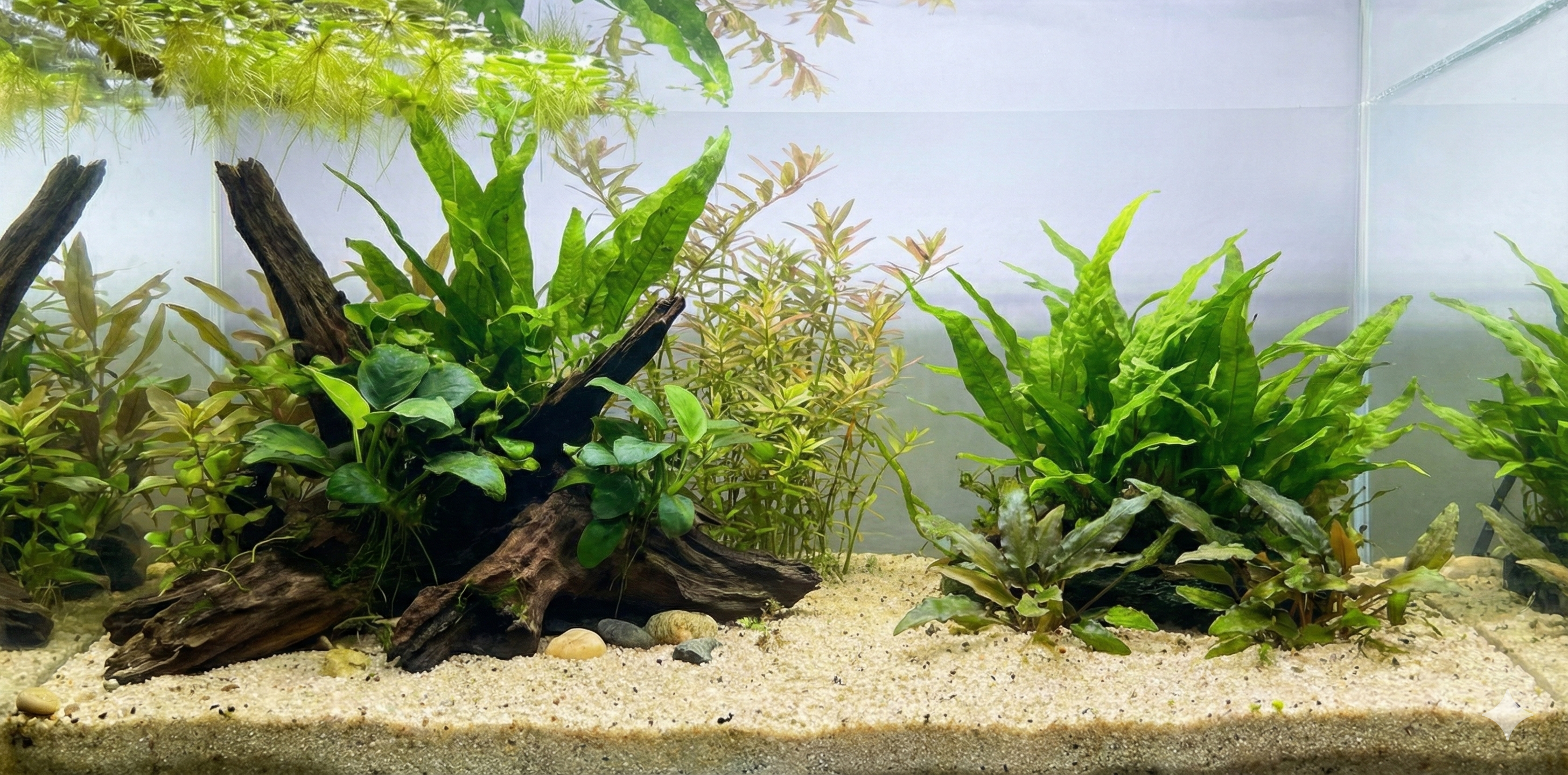 A wide, seamless panoramic background image of a planted aquarium aquascape featuring a large piece of driftwood covered in Anubias and Java Fern, surrounded by various green aquatic plants and floating duckweed. The substrate is light sand with scattered pebbles. The water column is clear, with no fish or equipment visible.