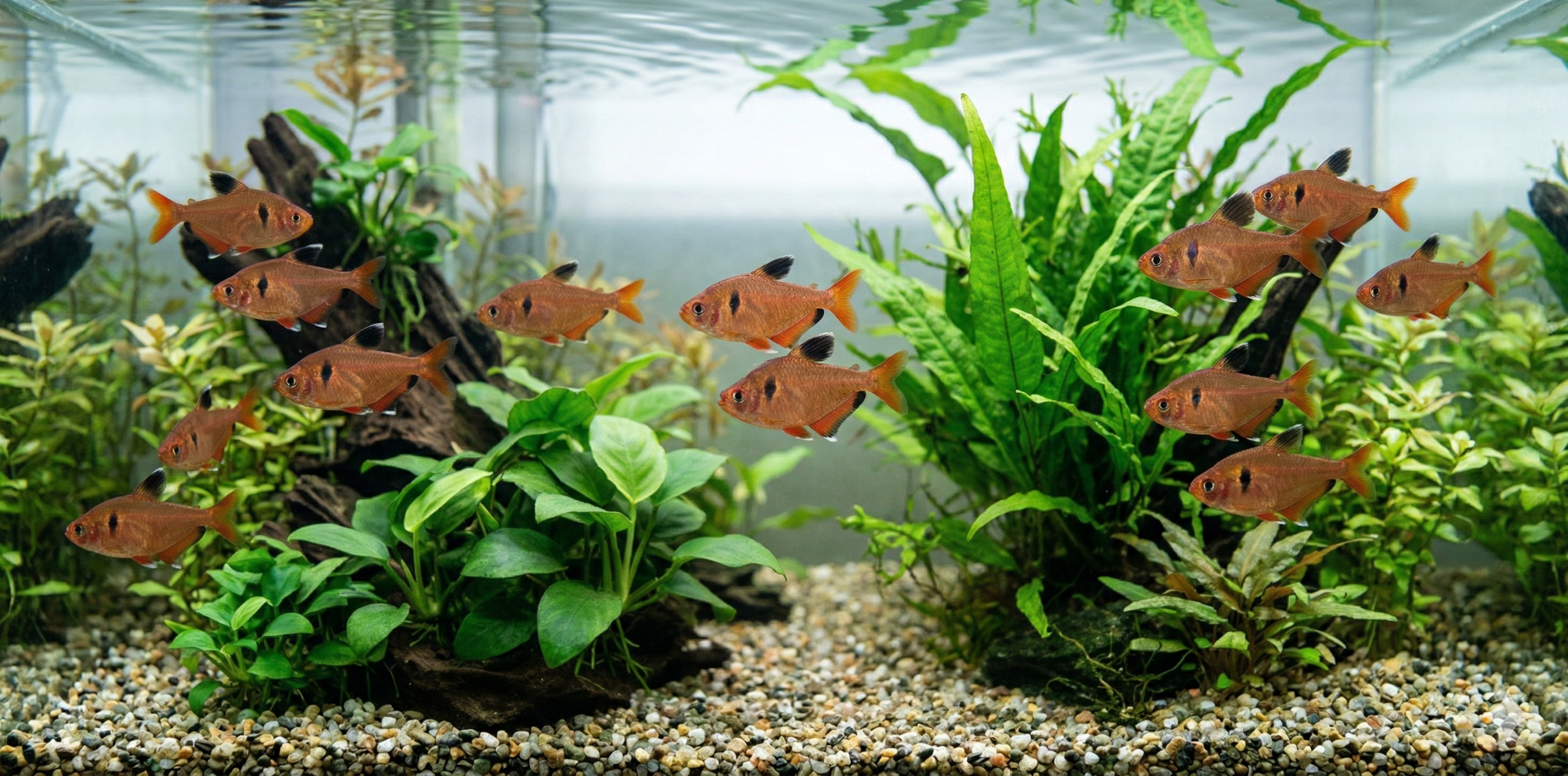 A wide panoramic underwater photograph showing an expansive planted aquarium floor, featuring a large school of Serpae tetras.