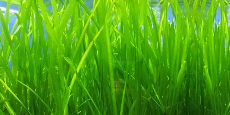 Vallisneria (Vallisneria spp.)