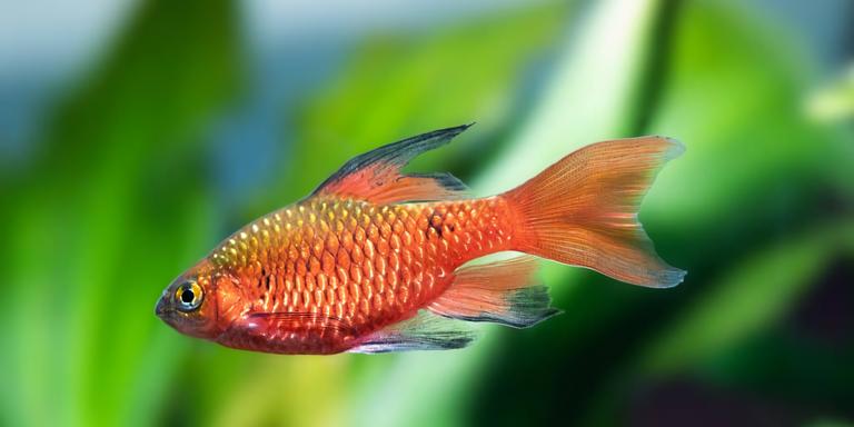 Rosy Barb (Pethia conchonius)