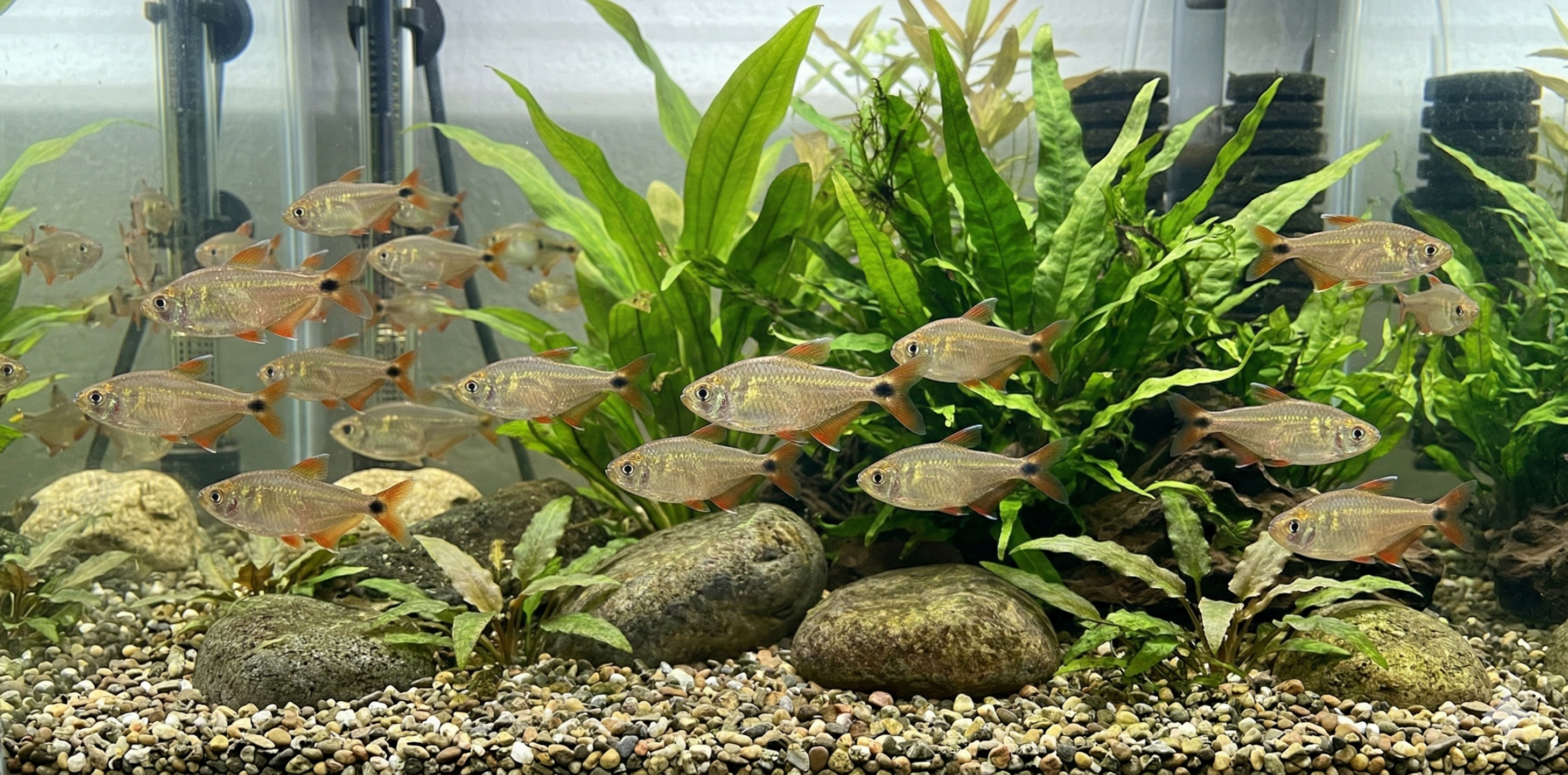 A wide, cinematic panoramic photograph of a realistic well-planted freshwater aquarium, featuring the exact same school of Buenos Aires tetras