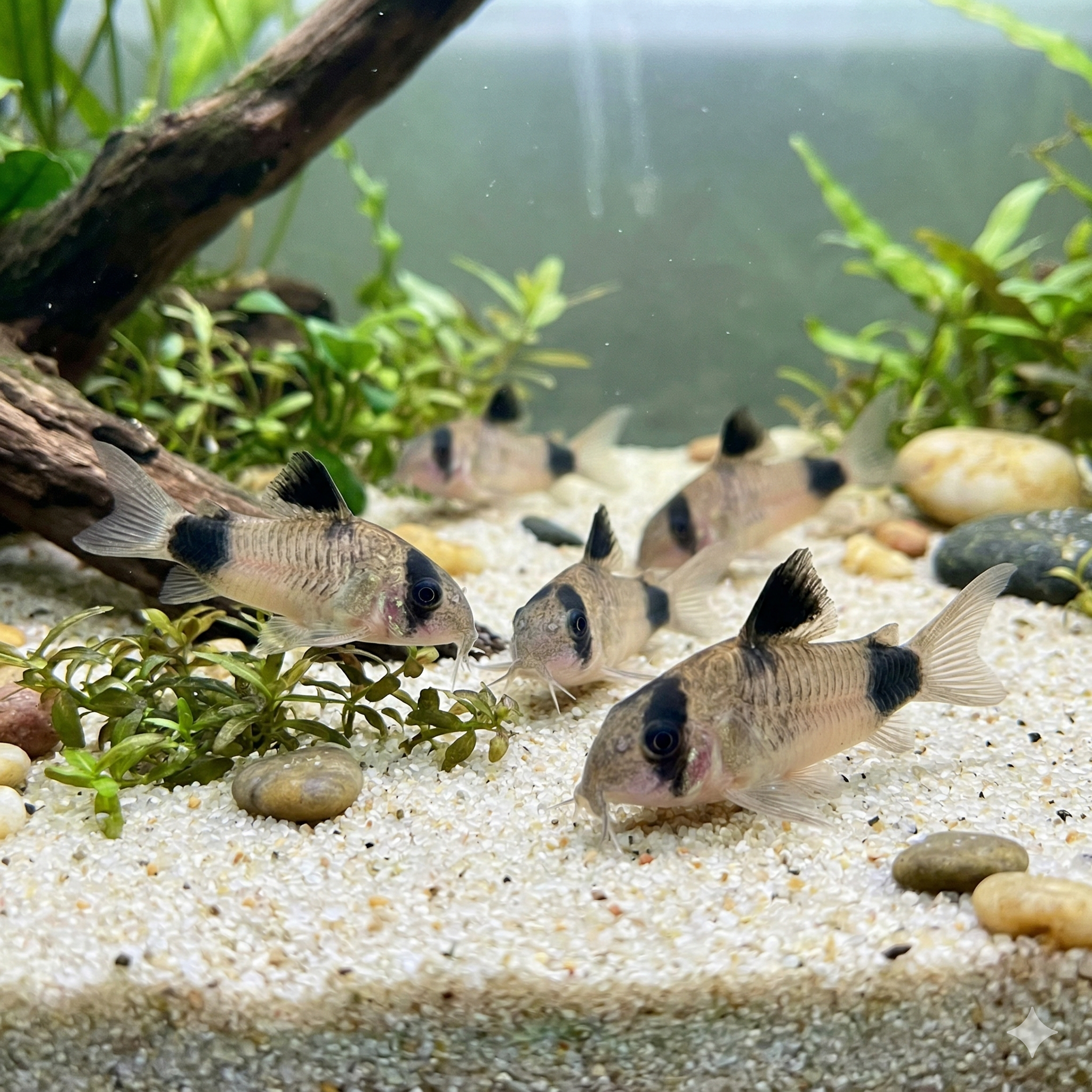 A wide cinematic 2:1 photograph of an expansive aquarium bottom. A large piece of driftwood covered in aquatic plants dominates the scene. Below, a cluster of Corydoras panda catfish sift through fine sand, their black markings (as seen in image_9.png and image_6.png) visible. Tetra fish school above.